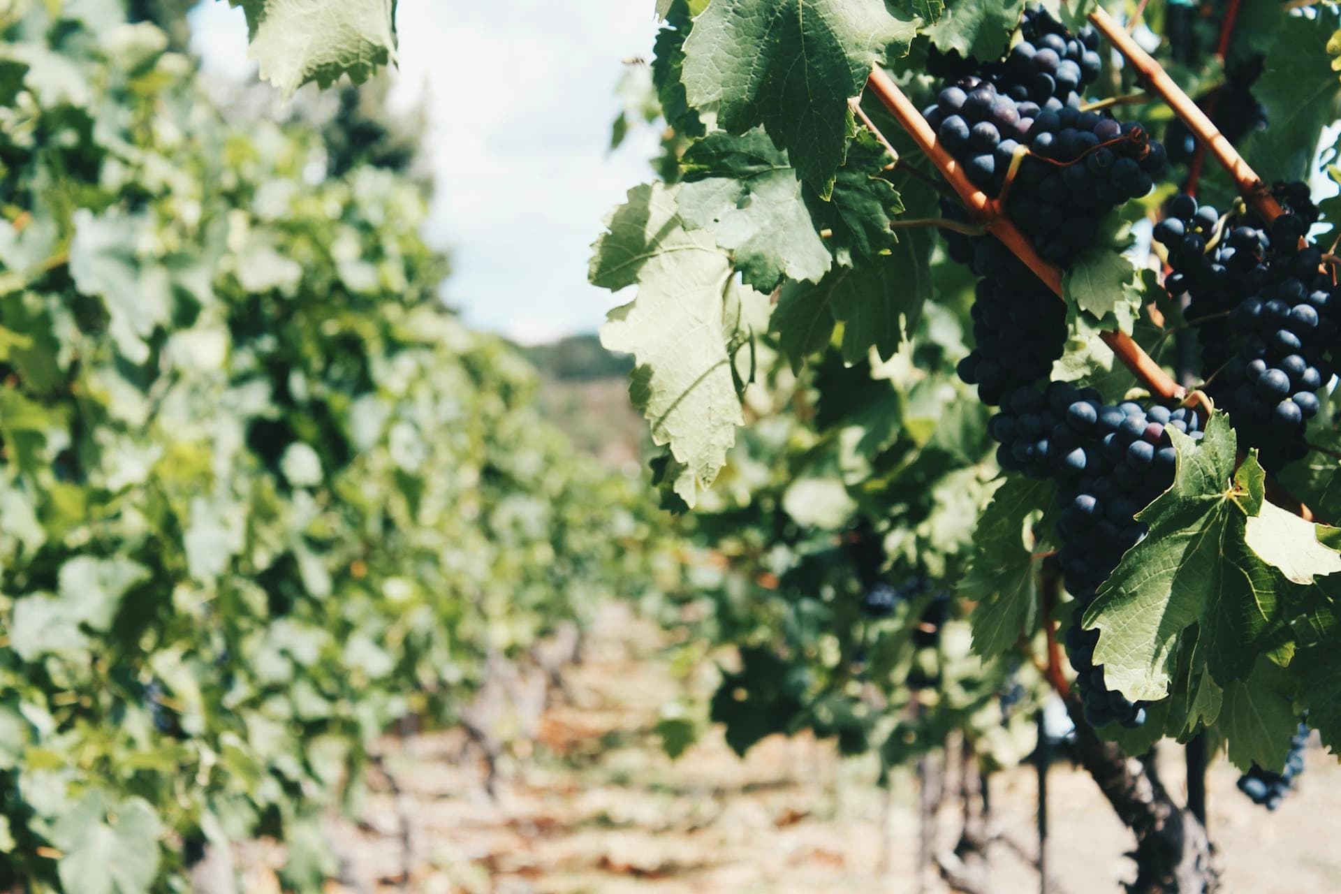 Chianti - Glimpse 5